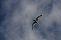 Arctic tern in flight - C